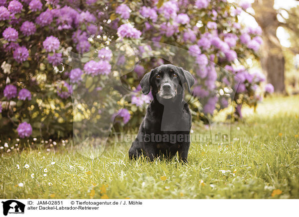 alter Dackel-Labrador-Retriever / old Dachshund-Labrador-Retriever / JAM-02851