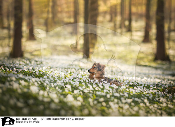 Mischling im Wald / mongrel in the forrest / JEB-01728