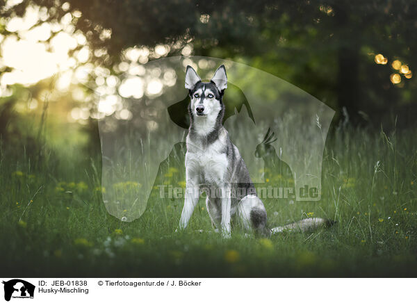 Husky-Mischling / Husky-Mongrel / JEB-01838