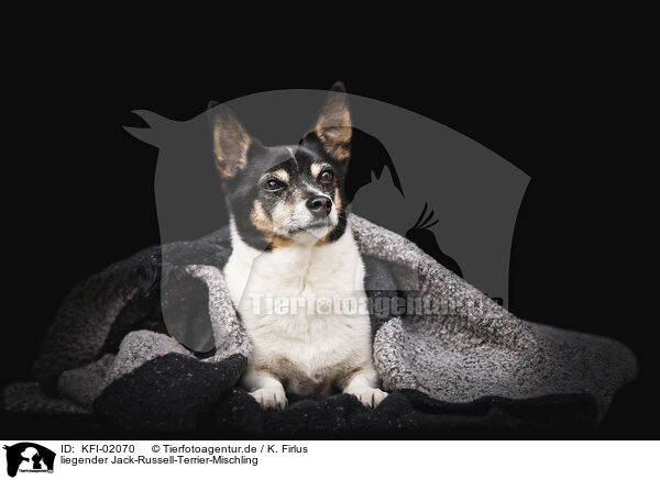 liegender Jack-Russell-Terrier-Mischling / lying Jack-Russell-Terrier-Mongrel / KFI-02070