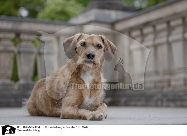 Terrier-Mischling / Terrier-Mongrel / KAM-02404