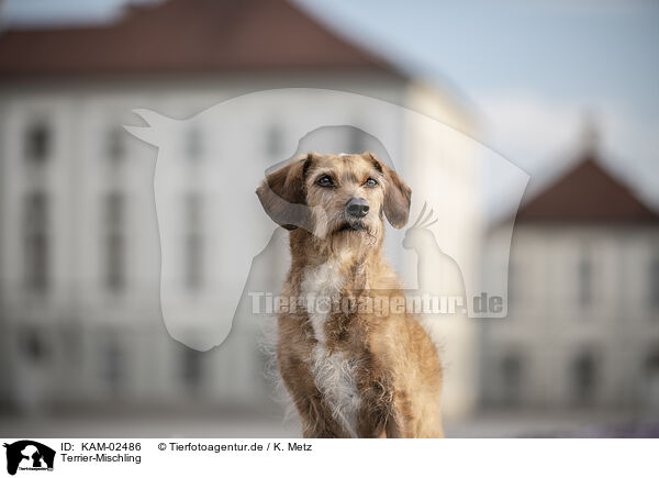 Terrier-Mischling / Terrier-Mongrel / KAM-02486