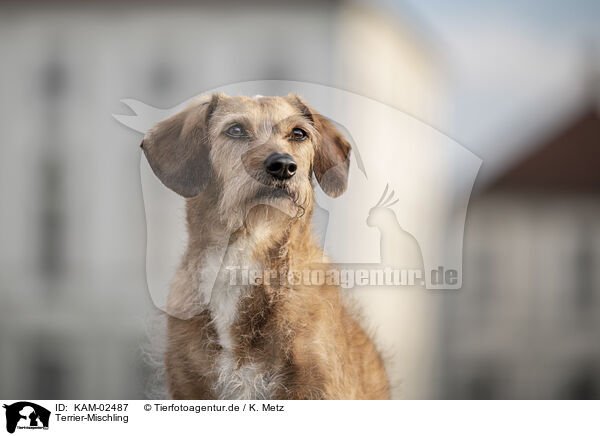 Terrier-Mischling / Terrier-Mongrel / KAM-02487