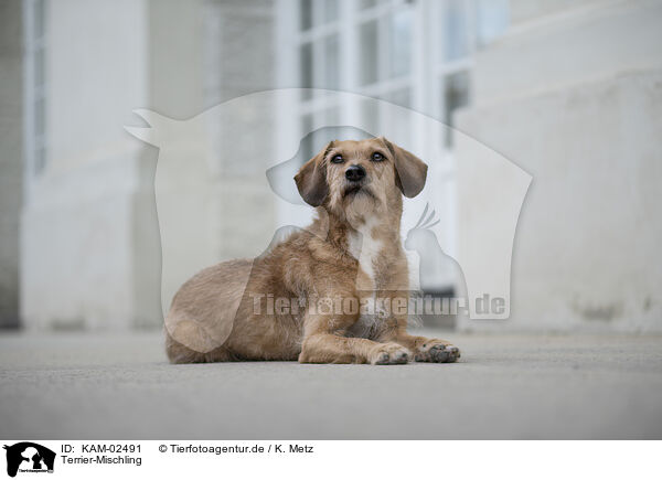 Terrier-Mischling / Terrier-Mongrel / KAM-02491