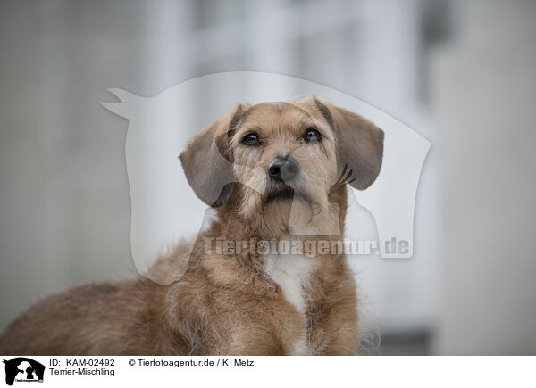Terrier-Mischling / Terrier-Mongrel / KAM-02492