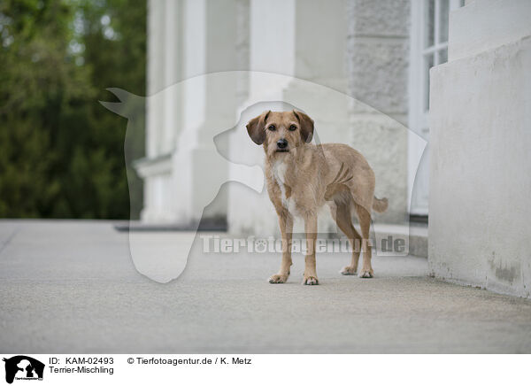 Terrier-Mischling / Terrier-Mongrel / KAM-02493