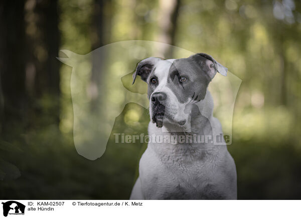 alte Hndin / old female dog / KAM-02507