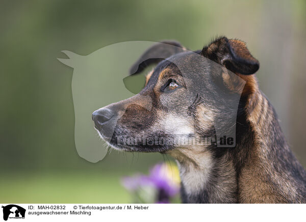 ausgewachsener Mischling / adult Mongrel / MAH-02832