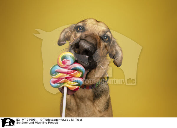 Schferhund-Mischling Portrait / Shepherd-Mongrel Portrait / MT-01695