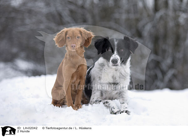 2 Hunde / 2 dogs / LH-02042