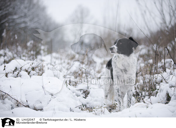 Mnsterlnder-Bretone / Munsterlander-Breton / LH-02047