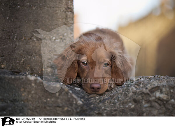 roter Cocker-Spaniel-Mischling / red Cocker-Spaniel-Mongrel / LH-02059