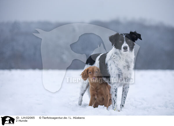 2 Hunde / 2 dogs / LH-02065