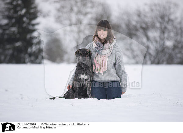 Komondor-Mischling Hndin / female Komondor-Mongrel / LH-02097