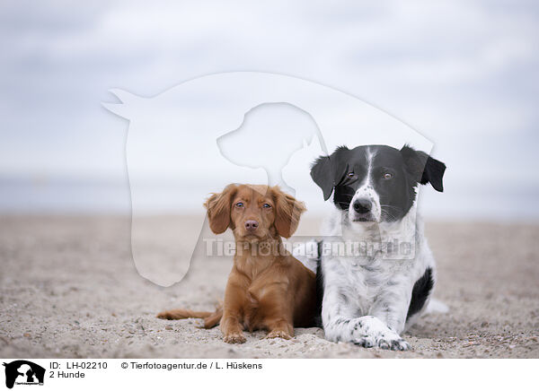 2 Hunde / 2 dogs / LH-02210