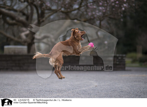 roter Cocker-Spaniel-Mischling / red Cocker-Spaniel-Mongrel / LH-02215