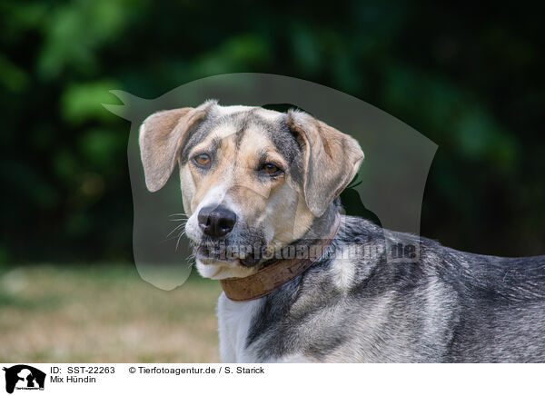 Mix Hndin / female Mongrel / SST-22263