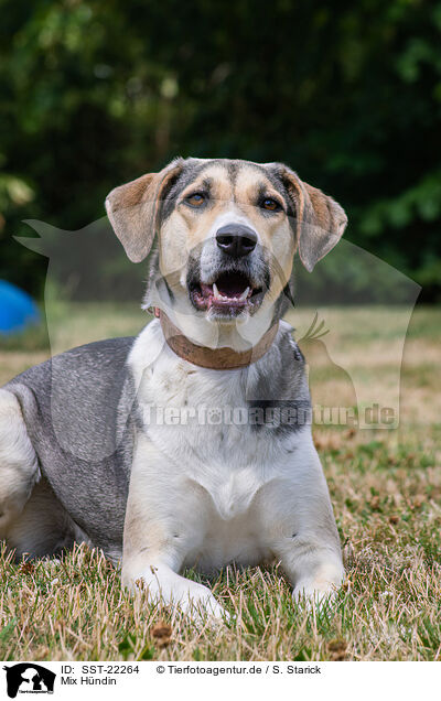 Mix Hndin / female Mongrel / SST-22264