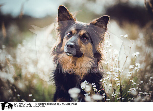 Schferhund-Border-Collie / Shepherd-Border-Collie / MM-01023