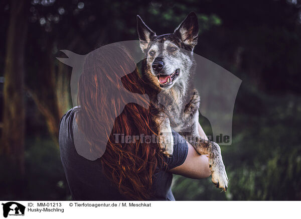 Husky-Mischling / Husky-Mongrel / MM-01213