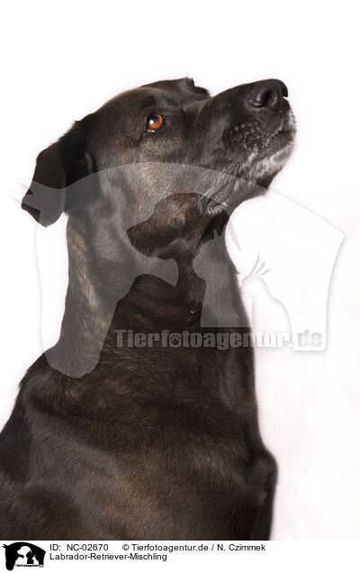 Labrador-Retriever-Mischling / Labrador-Retriever-Mongel / NC-02670