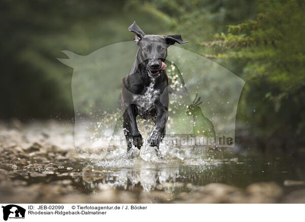 Rhodesian-Ridgeback-Dalmatiner / Rhodesian-Ridgeback-Dalmatian / JEB-02099