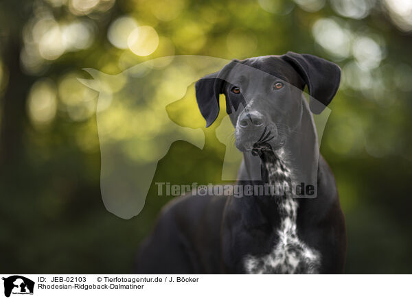 Rhodesian-Ridgeback-Dalmatiner / Rhodesian-Ridgeback-Dalmatian / JEB-02103