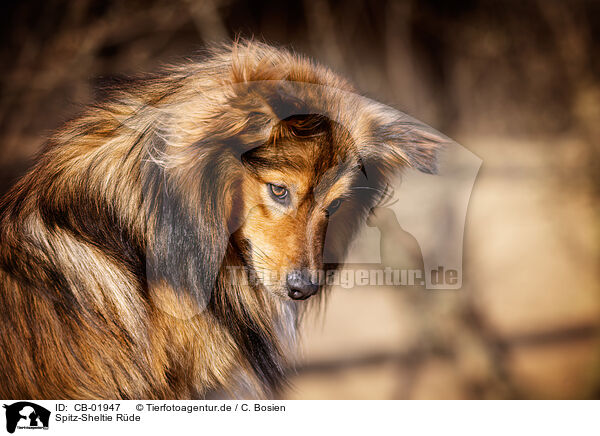 Spitz-Sheltie Rde / male Spitz-Sheltie / CB-01947