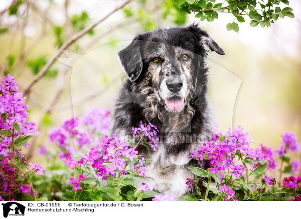 Herdenschutzhund-Mischling / livestock-guardian-dog-mongrel / CB-01956