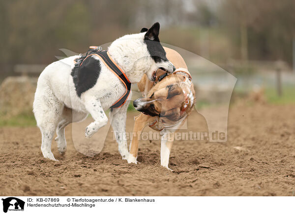 Herdenschutzhund-Mischlinge / livestock-guardian-dog-mongrels / KB-07869