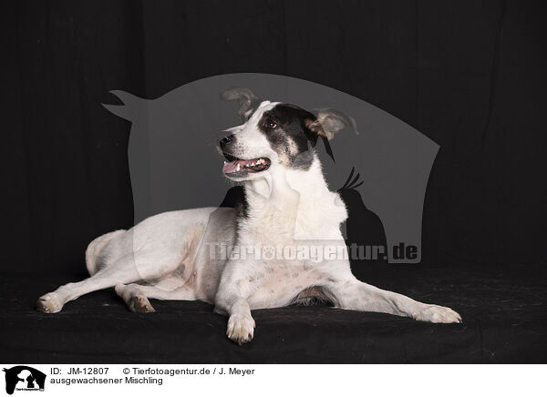 ausgewachsener Mischling / adult mongrel / JM-12807