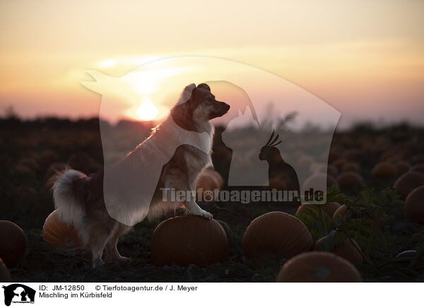 Mischling im Krbisfeld / mongrel in pumpkin patch / JM-12850