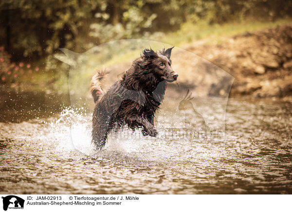 Australian-Shepherd-Mischling im Sommer / Australian-Shepherd-Mongrel in summemr / JAM-02913