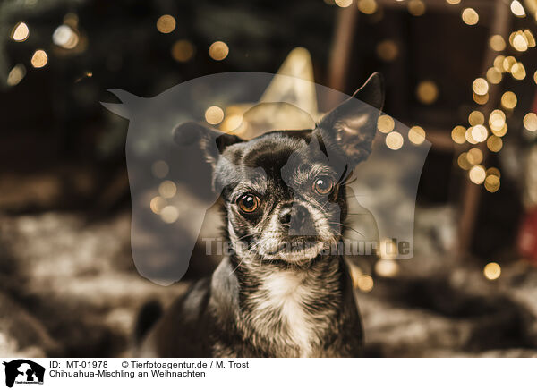 Chihuahua-Mischling an Weihnachten / Chihuahua-Mongrel at christmas / MT-01978
