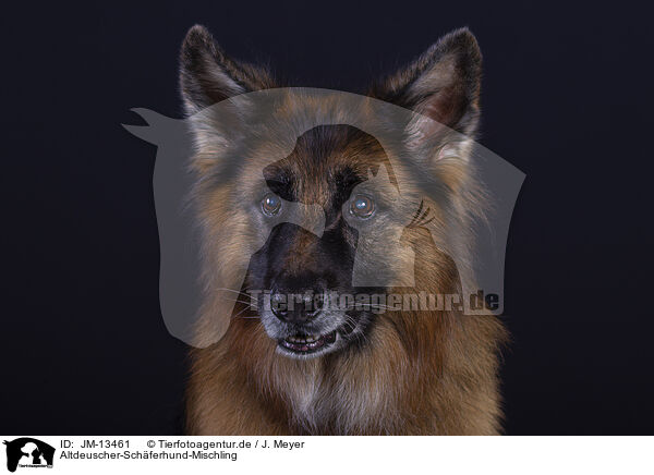Altdeuscher-Schferhund-Mischling / Old-German-Shepherd-Dog-Mongrel / JM-13461