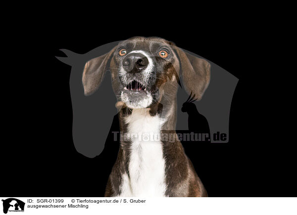 ausgewachsener Mischling / adult mongrel / SGR-01399