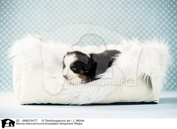 Berner-Sennenhund-Australian-Shepherd Welpe / Bernese-Mountain-Dog-Australian-Shepherd Puppy / JAM-03477