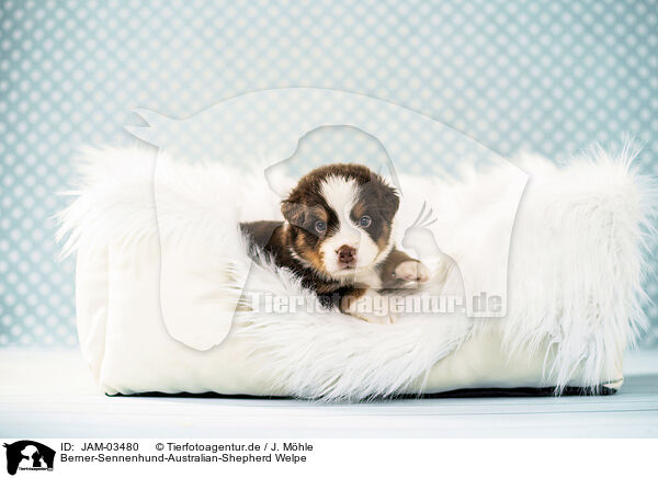 Berner-Sennenhund-Australian-Shepherd Welpe / Bernese-Mountain-Dog-Australian-Shepherd Puppy / JAM-03480
