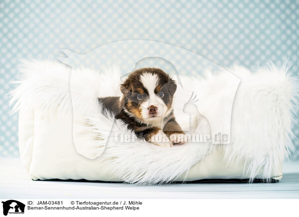 Berner-Sennenhund-Australian-Shepherd Welpe / Bernese-Mountain-Dog-Australian-Shepherd Puppy / JAM-03481