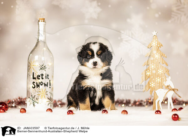 Berner-Sennenhund-Australian-Shepherd Welpe / Bernese-Mountain-Dog-Australian-Shepherd Puppy / JAM-03597