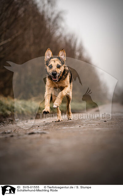 Schferhund-Mischling Rde / male Shepherd-Mongrel / SVS-01555