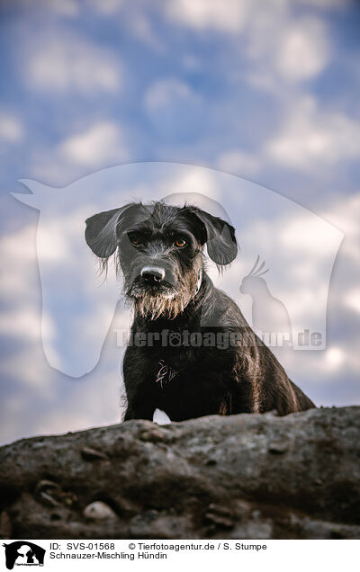 Schnauzer-Mischling Hndin / female Schnauzer-Mongrel / SVS-01568