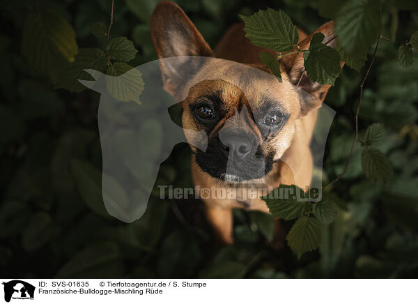 Franzsiche-Bulldogge-Mischling Rde / male Frensh-Bulldog-Mongrel / SVS-01635