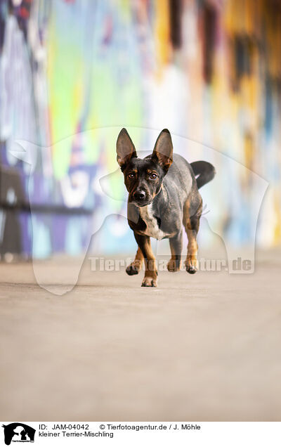 kleiner Terrier-Mischling / small Terrier-Mongrel / JAM-04042