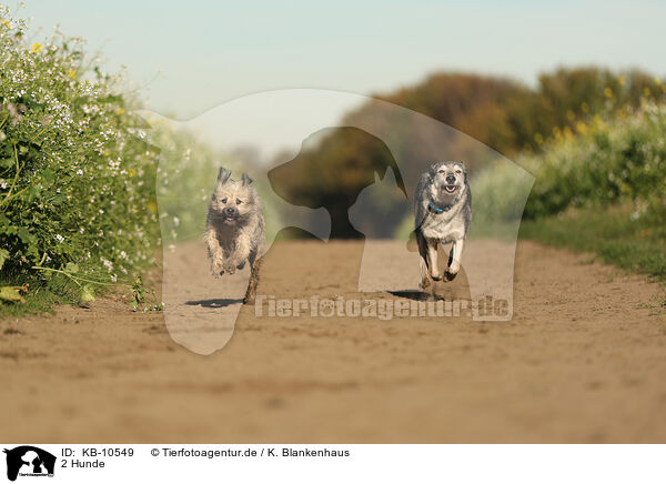 2 Hunde / 2 dogs / KB-10549