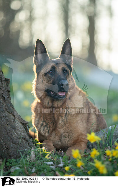 Malinois-Mischling / Malinois-Mongrel / EHO-02311