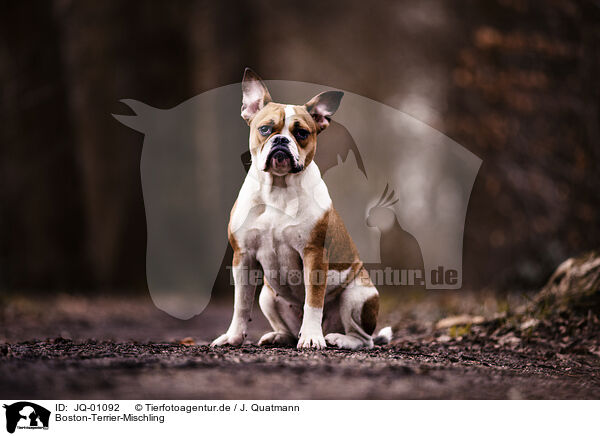 Boston-Terrier-Mischling / Boston-Terrier-Mongrel / JQ-01092