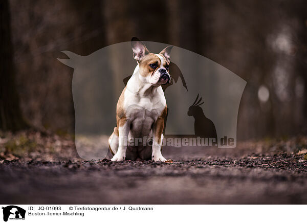 Boston-Terrier-Mischling / Boston-Terrier-Mongrel / JQ-01093