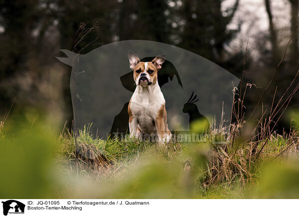 Boston-Terrier-Mischling / Boston-Terrier-Mongrel / JQ-01095