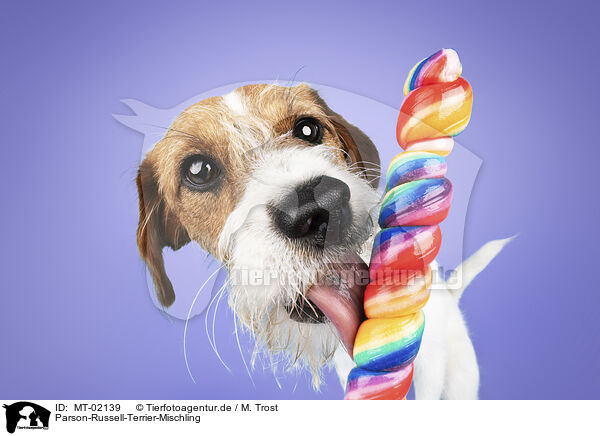 Parson-Russell-Terrier-Mischling / MT-02139